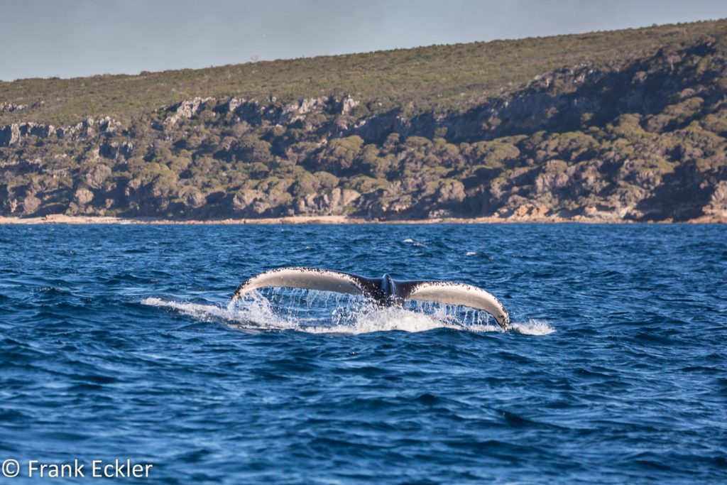 Whales off Cape Naturaliste