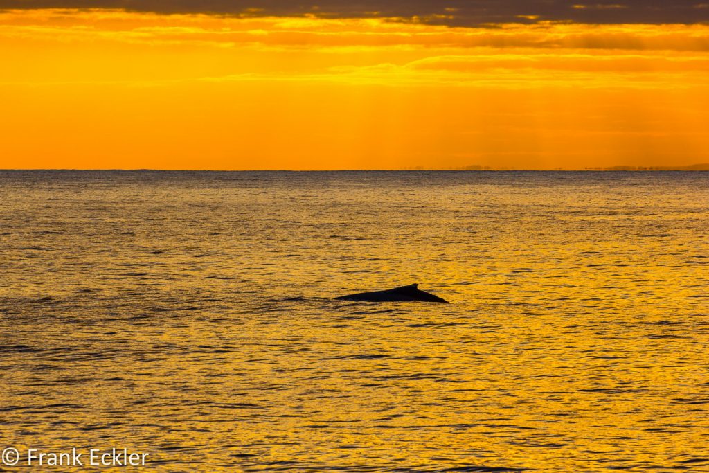 sunrise humpback